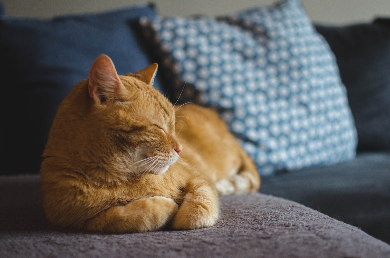 Ginger cat with its eyes closed rests comfortably on a grey couch