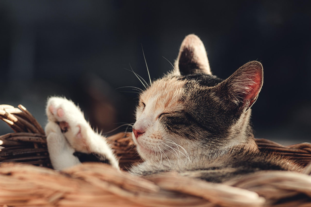 Closeup of a cat sleeping inside a rattan basket illustrating importance of rest and slowing down.