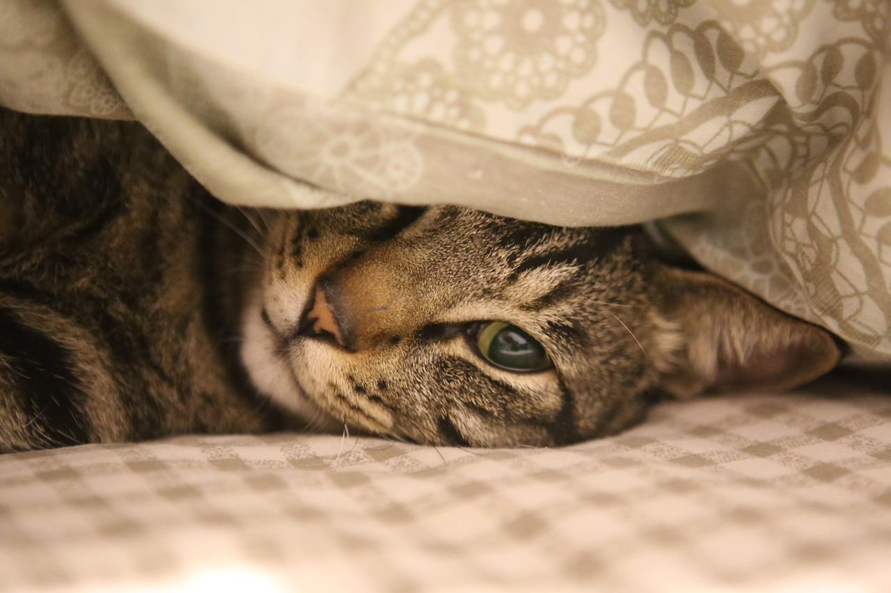 Welcoming Home a New Cat: Smooth Transition Guide
