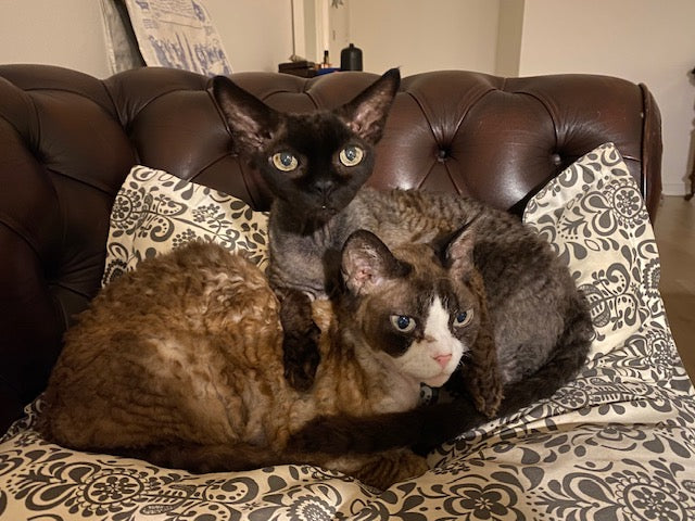 Two Devon Rex cats; one black and other brown and white, sitting on a pillow placed on Chesterfield couch.

